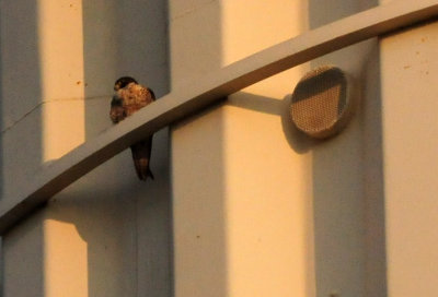 919cook's 006peregrine.jpg