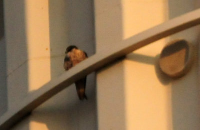 919cook's 009peregrine.jpg