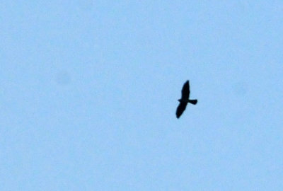 919cook's 029broadwingedhawk.jpg