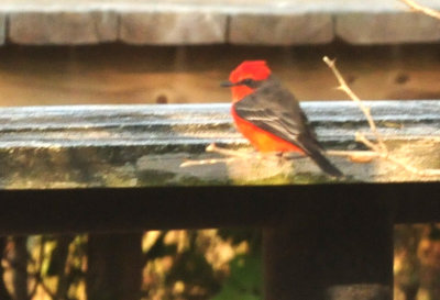 919cook's 056vermilionflycatcher.jpg