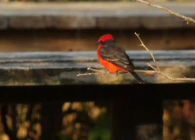 919cook's 058vermilionflycatcher.jpg
