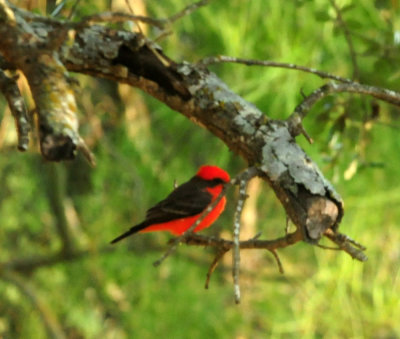 919cook's 060vermilionflycatcher.jpg