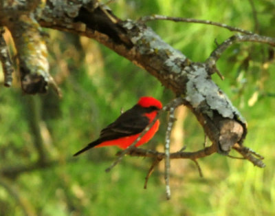 919cook's 061vermilionflycatcher.jpg
