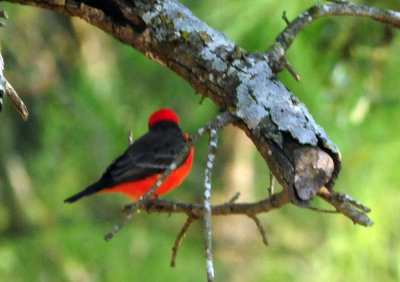 919cook's 062vermilionflycatcher.jpg