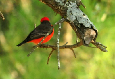 919cook's 063vermilionflycatcher.jpg