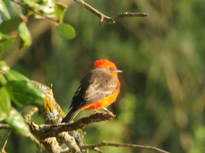 919cook's 066vermilionflycatcher.jpg