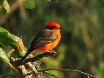 919cook's 067vermilionflycatcher.jpg