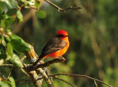 919cook's 068vermilionflycatcher.jpg
