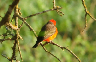 919cook's 069vermilionflycatcher.jpg