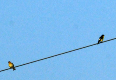919cook's 071lessergoldfinches.jpg