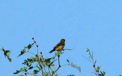 919cook's 079goldfinch.jpg