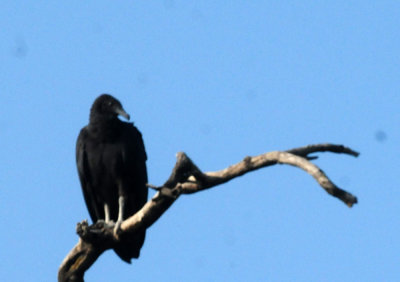919cook's 091mamablack.jpg