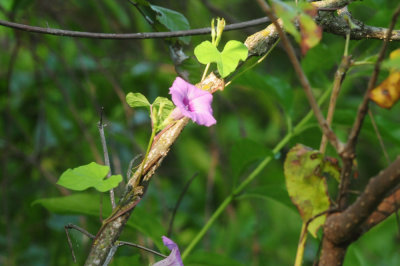 919cook's 094morningglory.jpg