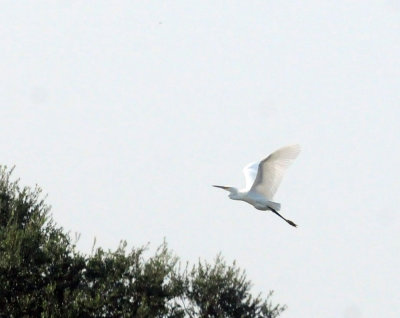 919cook's 157egret.jpg