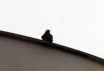 920cook's 007peregrine.jpg