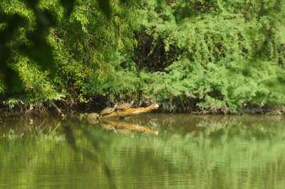 920cook's 013redearedslider.jpg