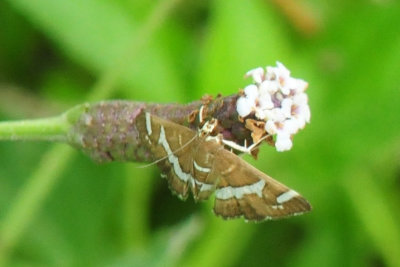 920cook's 024moth.jpg