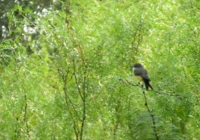920cook's 035vermilionflycatcher.jpg