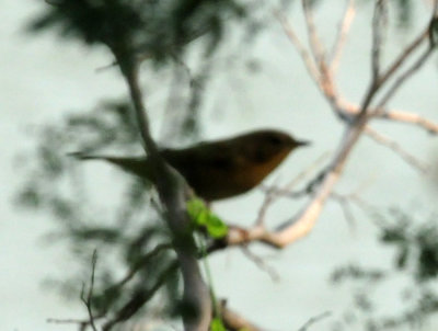 920cook's 041commonyellowthroat.jpg