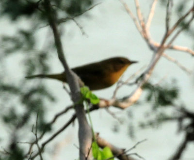 920cook's 042commonyellowthroat.jpg