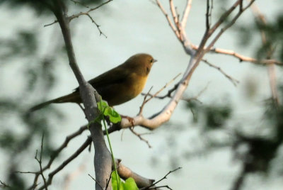 920cook's 043commonyellowthroatzzzzzzzzzzzz.jpg