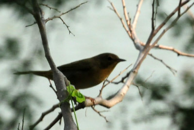 920cook's 044commonyellowthroat.jpg