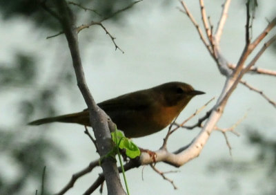 920cook's 045commonyellowthroat.jpg