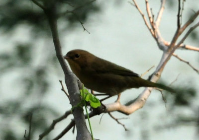 920cook's 046commonyellowthroat.jpg