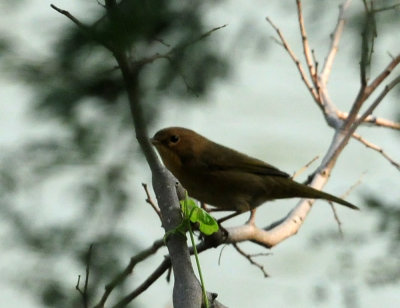 920cook's 047commonyellowthroat.jpg