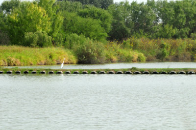 920cook's 051greategret.jpg