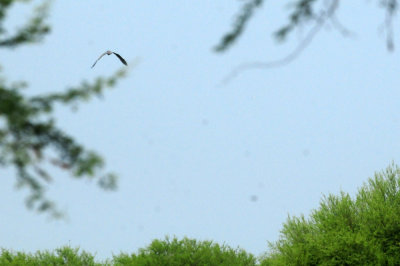 920cook's 058greatblueheron.jpg