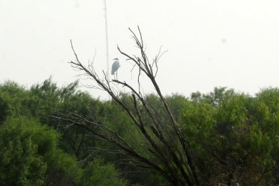 920cook's 063greategret.jpg