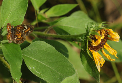 920cook's 073phaon.jpg