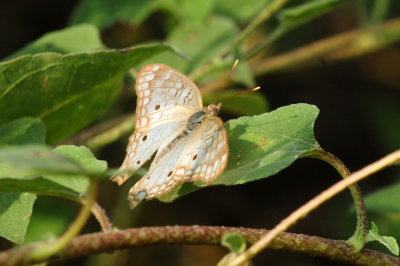 920cook's 079whitepeacock.jpg