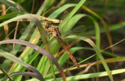 920cook's 083roseateskimmer.jpg