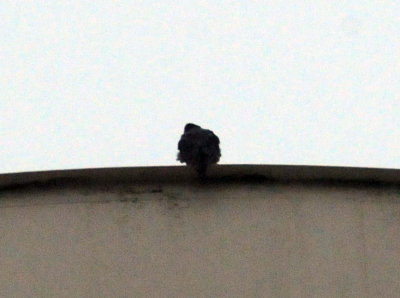 921cooks 002peregrine.jpg