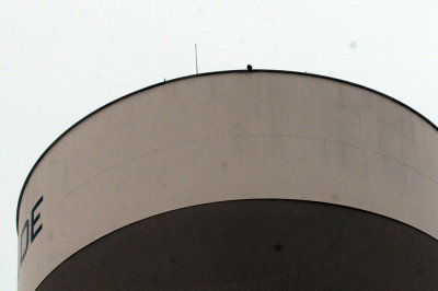 921cooks 004peregrine.jpg