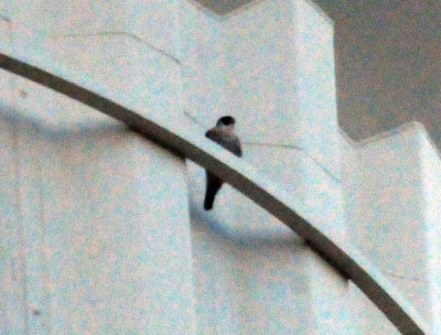 922cook's 002peregrine.jpg