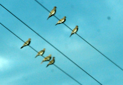 922cook's 017whitewings.jpg