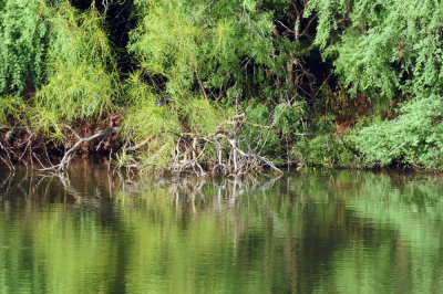 922cook's 026greenheron.jpg