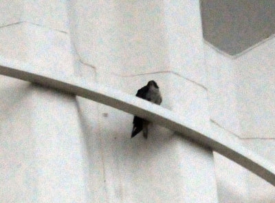 924cooks 002peregrine.jpg
