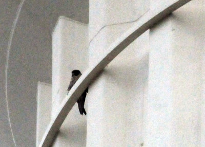 924cooks 005peregrine.jpg