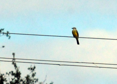 924cooks 023kingbird.jpg