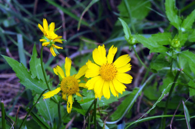 924cooks 034daisy.jpg