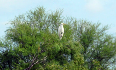 924cooks 036greategret.jpg