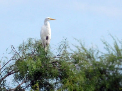 924cooks 040greategret.jpg