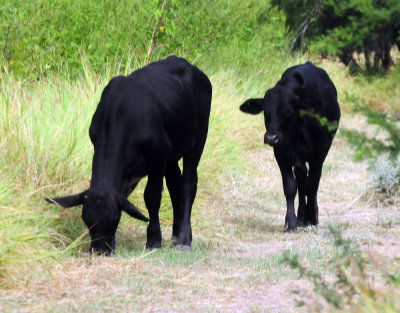 924cooks 050steers.jpg
