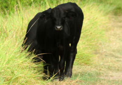 924cooks 052steers.jpg