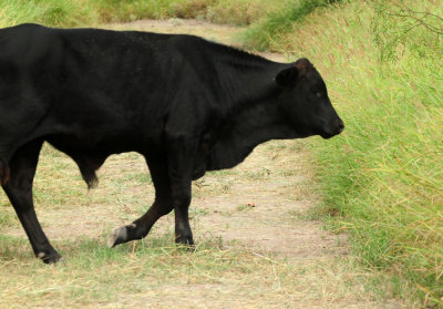 924cooks 054steers.jpg