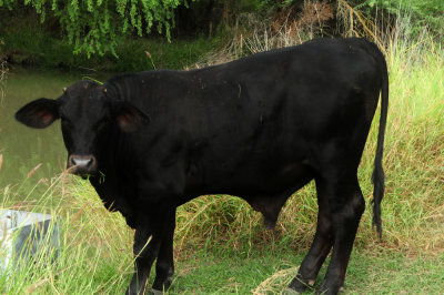 924cooks 060steers.jpg